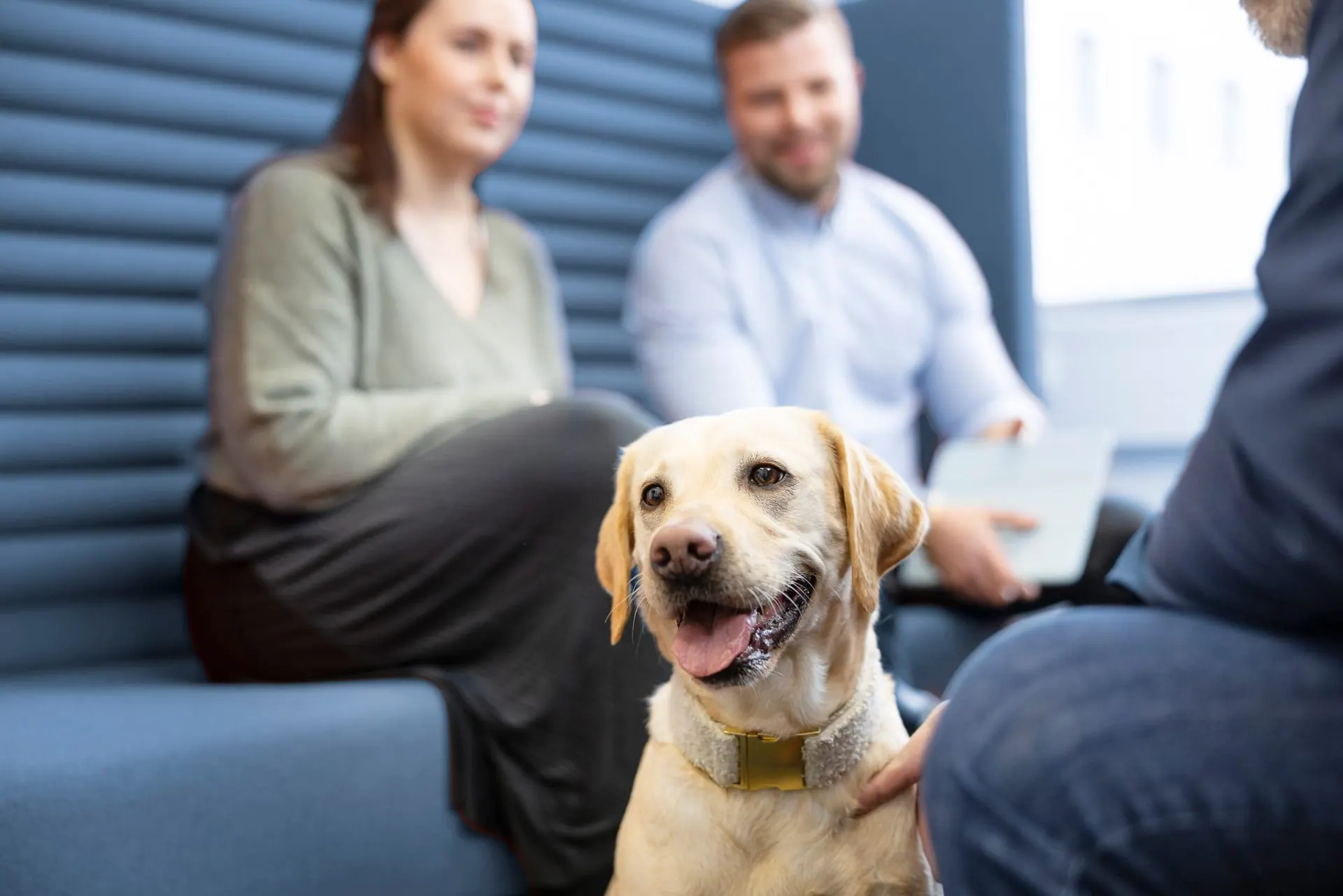Labrador auf einem Sofa zwischen Mitarbeitenden