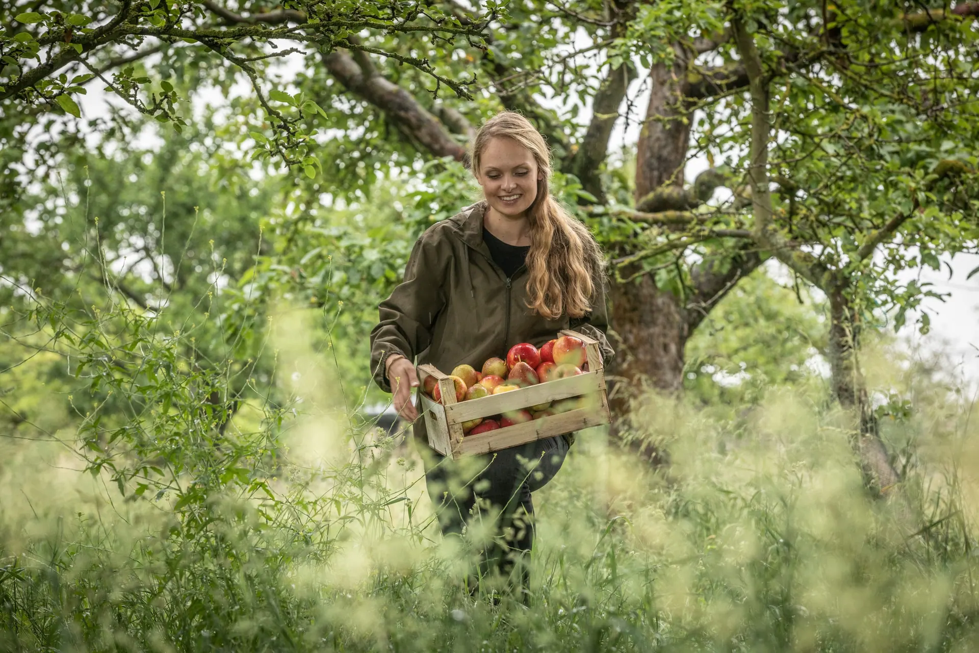Frau trägt eine Holzkiste mit Obst durch eine Streuobstwiese